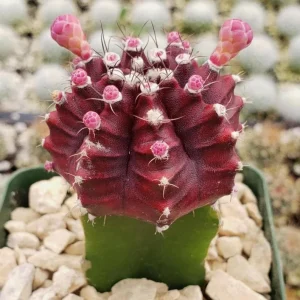 Moon Purple Cactus Live Plant – 3-inch Pot – Colorful Indoor Succulent - Image 3