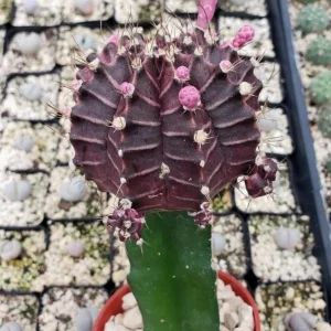 Moon Purple Cactus Live Plant – 3-inch Pot – Colorful Indoor Succulent - Image 4