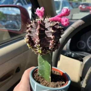 Moon Purple Cactus Live Plant – 3-inch Pot – Colorful Indoor Succulent - Image 5