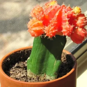 Moon Red Cactus Live Plant – 3-inch Pot – Colorful Indoor Succulent - Image 3