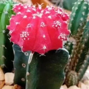 Moon Red Cactus Live Plant – 3-inch Pot – Colorful Indoor Succulent - Image 4