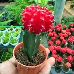 Moon Red Cactus Live Plant – 3-inch Pot – Colorful Indoor Succulent - Image 5