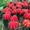 Moon Red Cactus Live Plant – 3-inch Pot – Colorful Indoor Succulent - Image 1