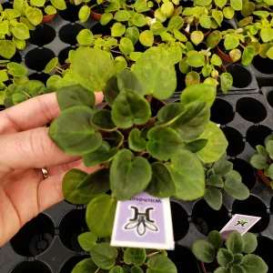 Morgan's Muskaan Mini African Violet Live Plant - Wasp Bloom, 2 Inch Pot - Image 2