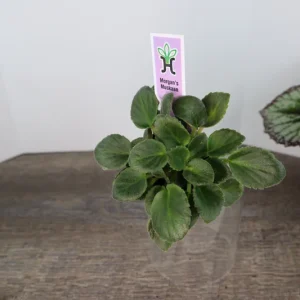 Morgan's Muskaan Mini African Violet Live Plant - Wasp Bloom, 2 Inch Pot - Image 3