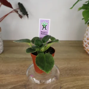 Morgan's Muskaan Mini African Violet Live Plant - Wasp Bloom, 2 Inch Pot - Image 4