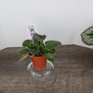 Morgan's Muskaan Mini African Violet Live Plant - Wasp Bloom, 2 Inch Pot - Image 5