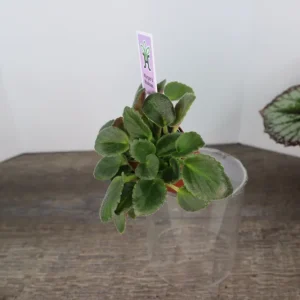 Morgan's Muskaan Mini African Violet Live Plant - Wasp Bloom, 2 Inch Pot - Image 6