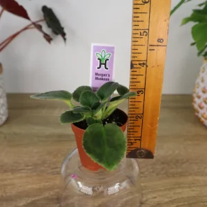 Morgan's Muskaan Mini African Violet Live Plant - Wasp Bloom, 2 Inch Pot - Image 7