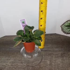 Morgan's Muskaan Mini African Violet Live Plant - Wasp Bloom, 2 Inch Pot - Image 8