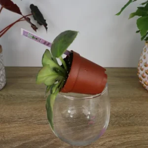 Morgan's Muskaan Mini African Violet Live Plant - Wasp Bloom, 2 Inch Pot - Image 9