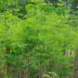 Moringa Live Plant – Fast-Growing Drumstick Tree – 6-10 Inch Tall – 4 Inch Pot – Edible - Image 2