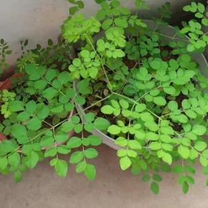 Moringa Live Plant – Fast-Growing Drumstick Tree – 6-10 Inch Tall – 4 Inch Pot – Edible - Image 3