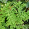 Moringa Live Plant – Fast-Growing Drumstick Tree – 6-10 Inch Tall – 4 Inch Pot – Edible - Image 4