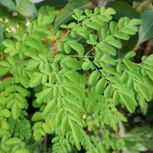 Moringa Live Plant – Fast-Growing Drumstick Tree – 6-10 Inch Tall – 4 Inch Pot – Edible - Image 4