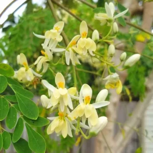 Moringa Live Plant – Fast-Growing Drumstick Tree – 6-10 Inch Tall – 4 Inch Pot – Edible - Image 5