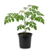 Moringa Live Plant – Fast-Growing Drumstick Tree – 6-10 Inch Tall – 4 Inch Pot – Edible - Image 1