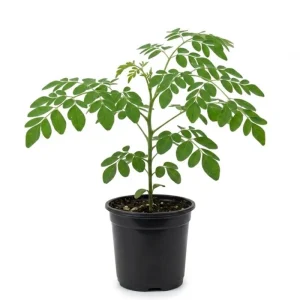 Moringa Live Plant – Fast-Growing Drumstick Tree – 6-10 Inch Tall – 4 Inch Pot – Edible - Image 1