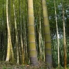 Moso King Bamboo Seeds - 60+ Giant Phyllostachys edulis Seeds for Indoor & Outdoor - Image 1
