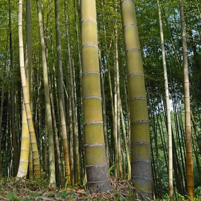 Moso King Bamboo Seeds - 60+ Giant Phyllostachys edulis Seeds for Indoor & Outdoor - Image 1
