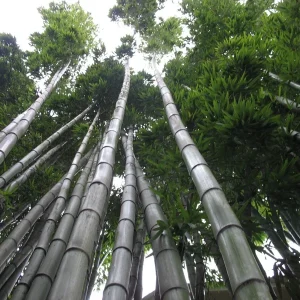 Moso King Bamboo Seeds - 60+ Giant Phyllostachys edulis Seeds for Indoor & Outdoor - Image 3