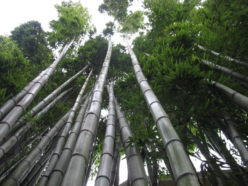Moso King Bamboo Seeds - 60+ Giant Phyllostachys edulis Seeds for Indoor & Outdoor - Image 3