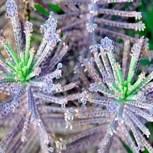 Mother of Millions Seeds (Kalanchoe tubiflora) - Drought Tolerant Succulent Plant - 25 Seeds - Image 2