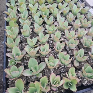 Mother of Thousands Kalanchoe daigremontiana Live Plant – Succulent – 2in or 4in Pot – Indoor - Image 2