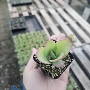 Mother of Thousands Kalanchoe daigremontiana Live Plant – Succulent – 2in or 4in Pot – Indoor - Image 1