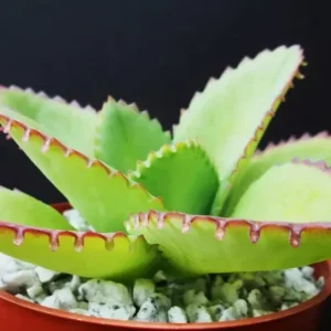 Mother of Thousands Kalanchoe daigremontiana Seeds - Rare Succulent, 25 Seeds - Image 2