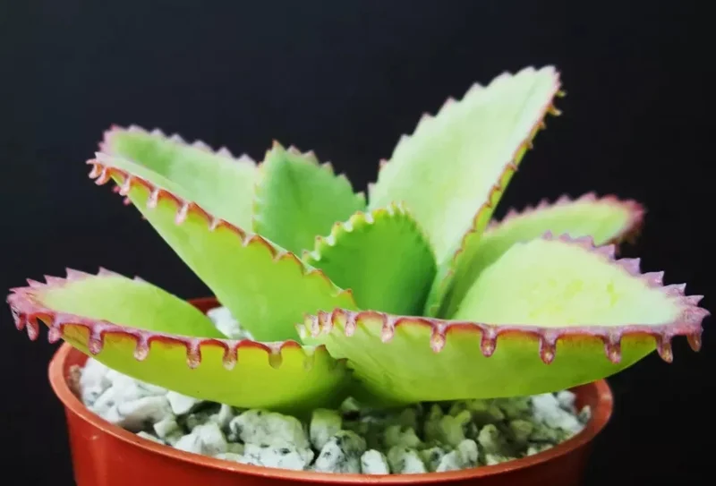 Mother of Thousands Kalanchoe daigremontiana Seeds - Rare Succulent, 25 Seeds - Image 2