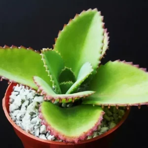 Mother of Thousands Kalanchoe daigremontiana Seeds - Rare Succulent, 25 Seeds - Image 3