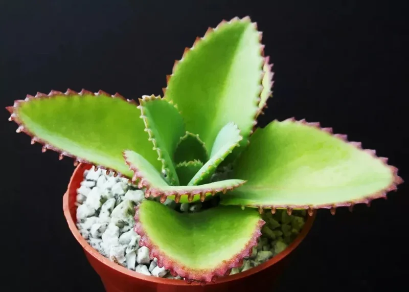 Mother of Thousands Kalanchoe daigremontiana Seeds - Rare Succulent, 25 Seeds - Image 3