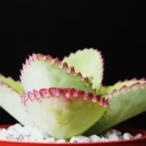 Mother of Thousands Kalanchoe daigremontiana Seeds - Rare Succulent, 25 Seeds - Image 4