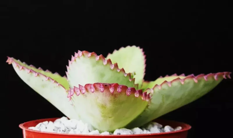 Mother of Thousands Kalanchoe daigremontiana Seeds - Rare Succulent, 25 Seeds - Image 4