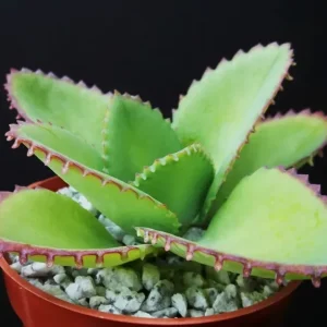 Mother of Thousands Kalanchoe daigremontiana Seeds - Rare Succulent, 25 Seeds - Image 1