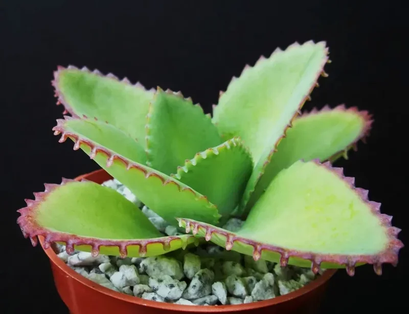 Mother of Thousands Kalanchoe daigremontiana Seeds - Rare Succulent, 25 Seeds - Image 1