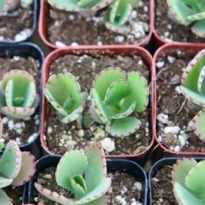 Mother of Thousands Kalanchoe Live Plant – 2 Inch Pot – Easy Care Succulent - Image 2