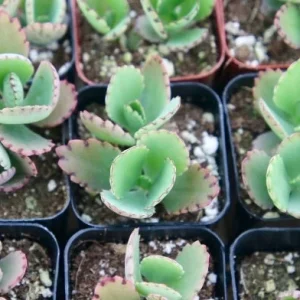 Mother of Thousands Kalanchoe Live Plant – 2 Inch Pot – Easy Care Succulent - Image 5