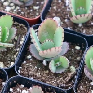 Mother of Thousands Kalanchoe Live Plant – 2 Inch Pot – Easy Care Succulent - Image 1