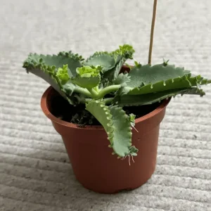 Mother of Thousands Live Plant - Kalanchoe Daigremontiana - 4 Inch Pot - Image 2