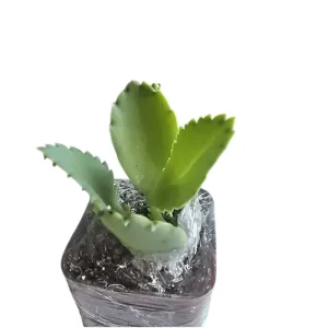 Mother of Thousands Live Plant - Kalanchoe daigremontiana, 2 Inch Pot - Image 2