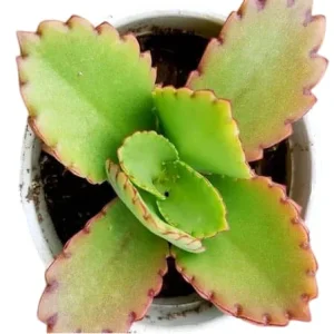 Mother of Thousands Live Plant - Kalanchoe daigremontiana, 2 Inch Pot - Image 3