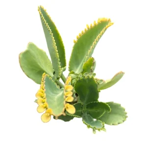 Mother of Thousands Live Plant - Kalanchoe daigremontiana, 2 Inch Pot - Image 4