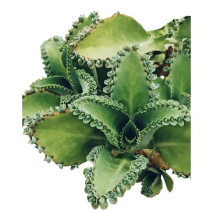 Mother of Thousands Live Plant - Kalanchoe Daigremontiana - 4 Inch Pot - Image 4