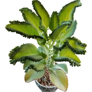 Mother of Thousands Live Plant - Kalanchoe Daigremontiana - 4 Inch Pot - Image 5