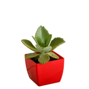 Mother of Thousands Live Plant - Kalanchoe daigremontiana, 2 Inch Pot - Image 5