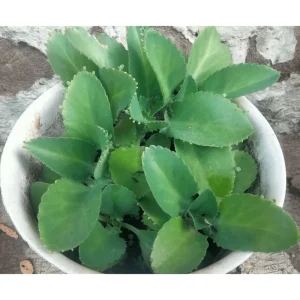 Mother of Thousands Live Plant - Kalanchoe Daigremontiana - 4 Inch Pot - Image 6