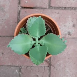 Mother of Thousands Live Plant - Kalanchoe daigremontiana, 2 Inch Pot - Image 6