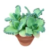 Mother of Thousands Live Plant - Kalanchoe Daigremontiana - 4 Inch Pot - Image 1